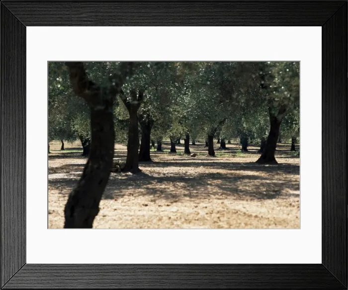 Framed Print : Olive grove Framed Print : Olive grove