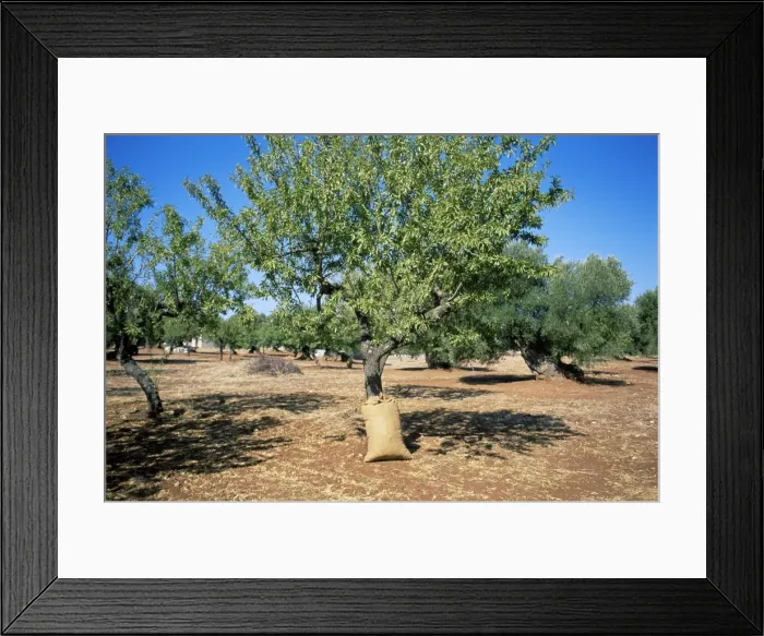 Framed Print : Olive grove Framed Print : Olive grove