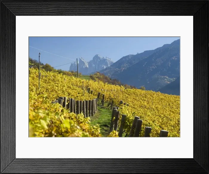 Framed Print : Vineyards, Val di Funes Framed Print : Vineyards, Val di Funes
