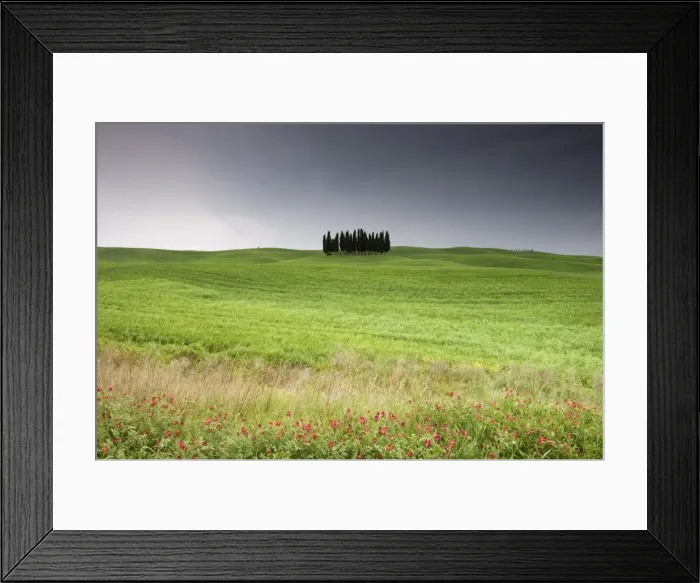 Framed Print : Cypress trees near San Quirico d Orcia Framed Print : Cypress trees near San Quirico d Orcia
