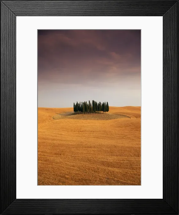 Framed Print : Cypress trees in Tuscan field Framed Print : Cypress trees in Tuscan field