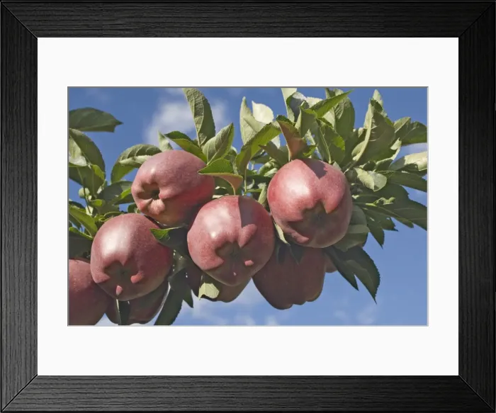 Framed Print : Red apples in an orchard
