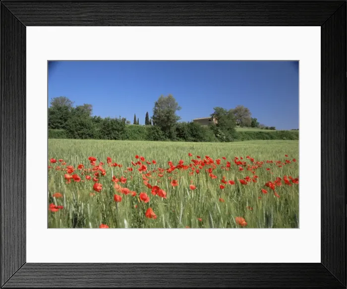 Framed Print : Val di Chiana Framed Print : Val di Chiana