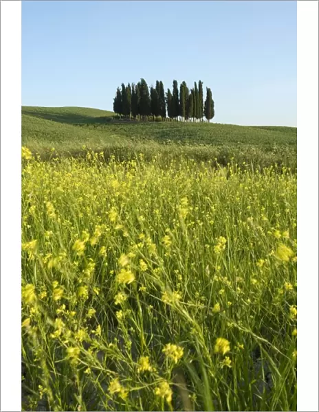 Countryside in Val d Orcia