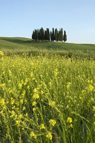Countryside in Val d Orcia
