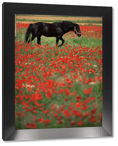 Black horse in field of poppies