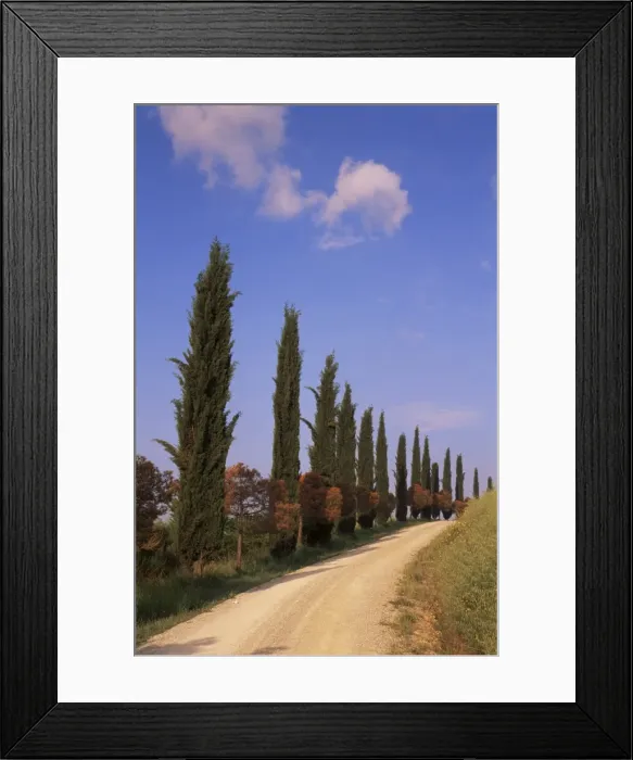 Framed Print : Country road with cypress trees near San Quirico Framed Print : Country road with cypress trees near San Quirico