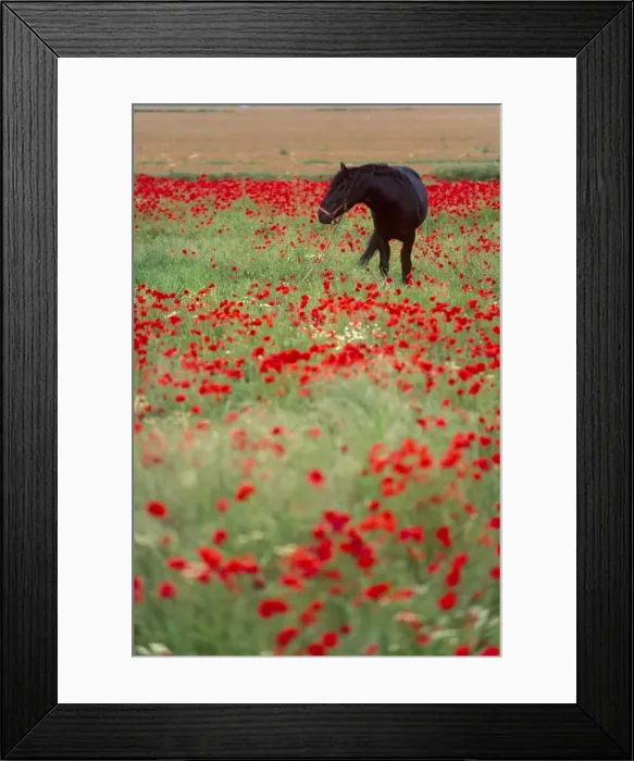 Framed Print : Black horse in a poppy field Framed Print : Black horse in a poppy field