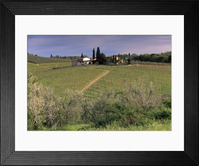 Framed Print : Vineyards at San Donato Framed Print : Vineyards at San Donato