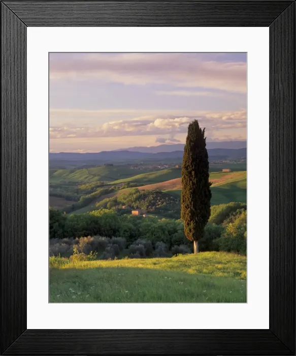 Framed Print : Cypress tree and countryside near Val d Asso Framed Print : Cypress tree and countryside near Val d Asso