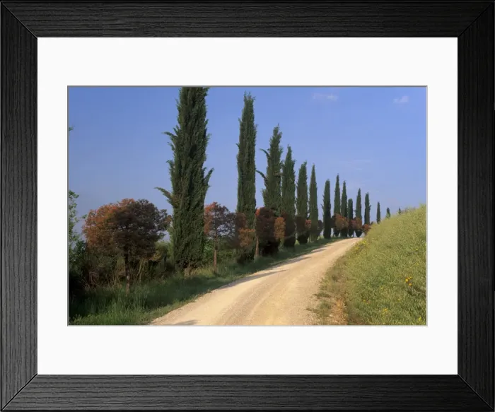 Framed Print : Alley with cypress trees near San Quirico d Orcia Framed Print : Alley with cypress trees near San Quirico d Orcia