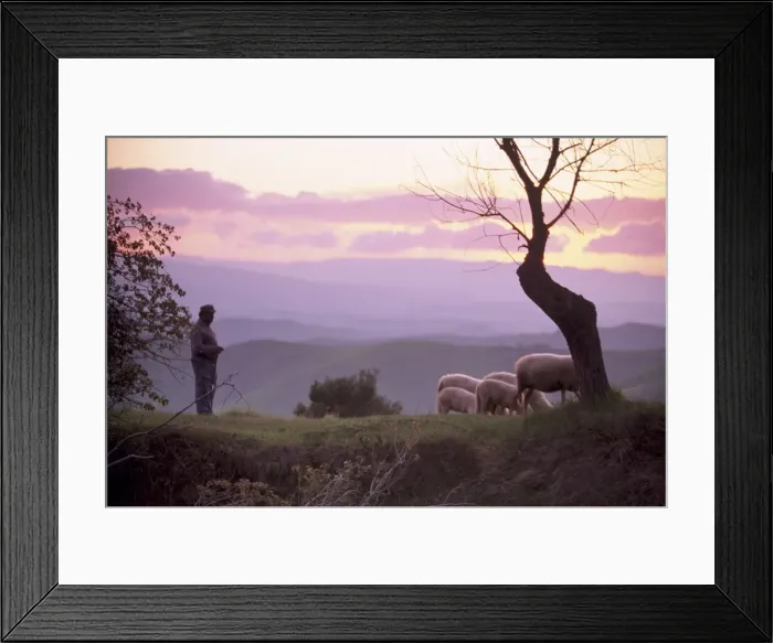 Framed Print : Shepherd and sheep at dusk Framed Print : Shepherd and sheep at dusk