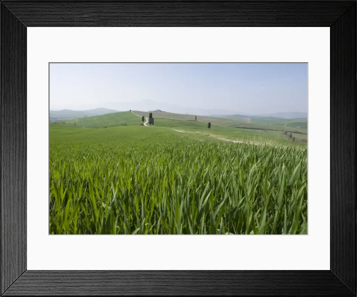 Framed Print : Corn fields near Pienza Framed Print : Corn fields near Pienza