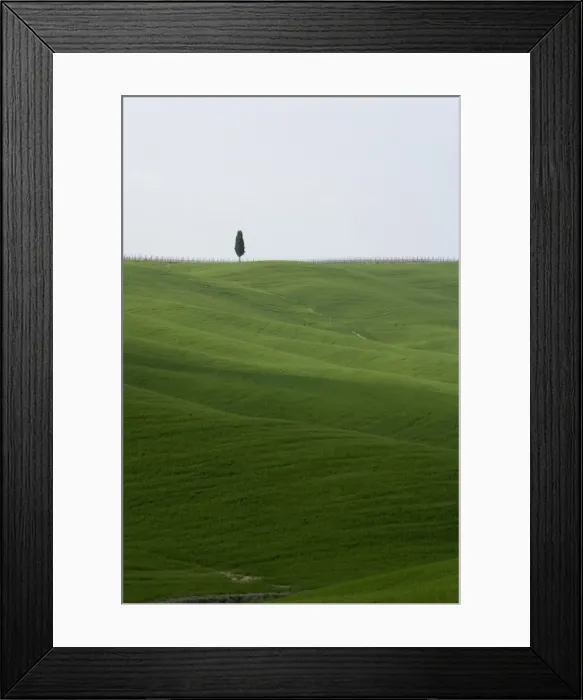 Framed Print : Lone Cypress in corn fields near Pienza