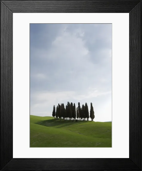 Framed Print : Cypresses in corn field near San Quirico Framed Print : Cypresses in corn field near San Quirico