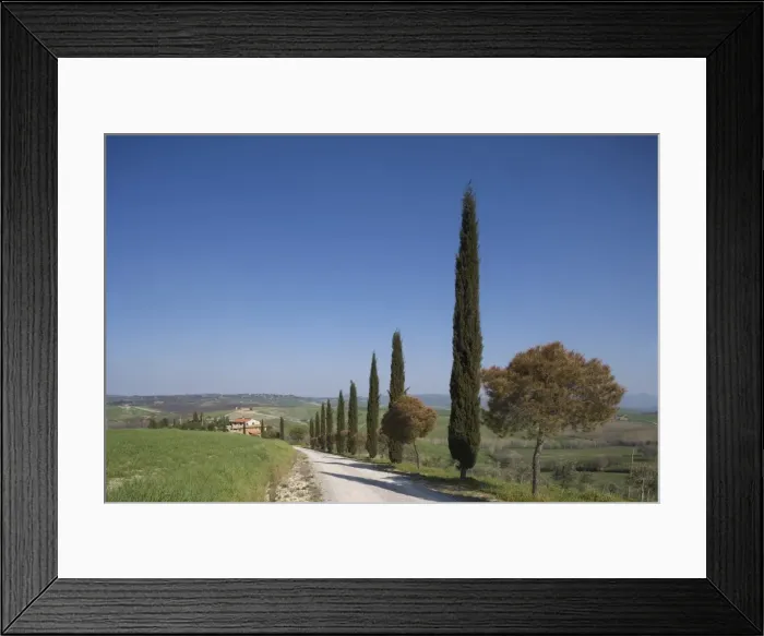 Framed Print : Country road and cypresses near Pienza Framed Print : Country road and cypresses near Pienza