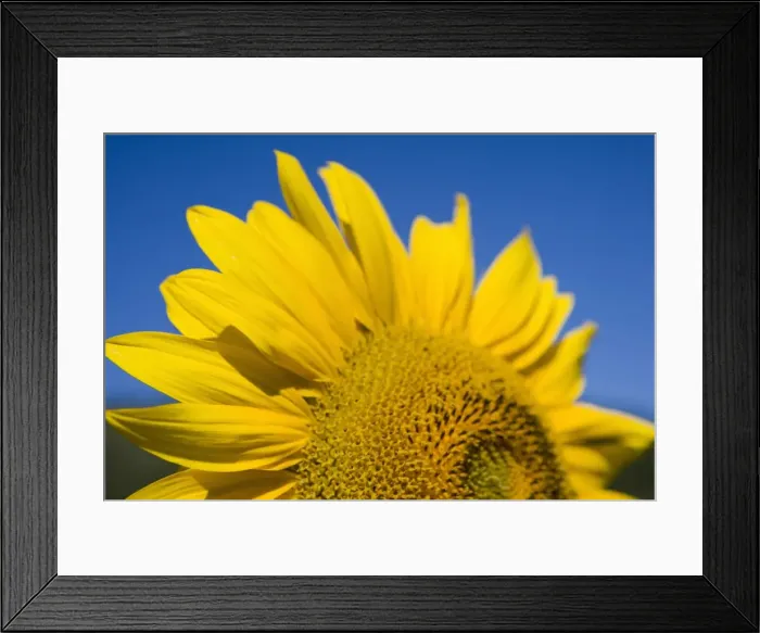 Framed Print : Close-up of sunflower Framed Print : Close-up of sunflower