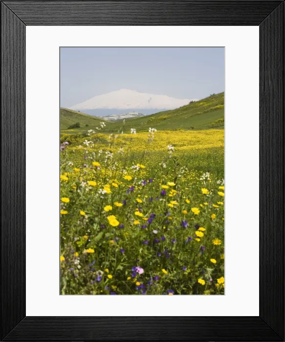 Framed Print : Spring meadow with snow covered Mount Etna in distance Framed Print : Spring meadow with snow covered Mount Etna in distance