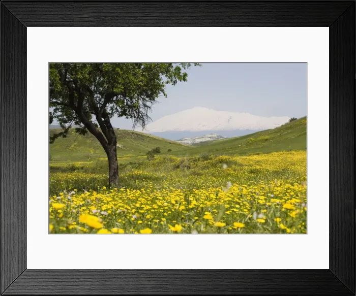 Framed Print : Spring meadow with snow covered Mount Etna in distance Framed Print : Spring meadow with snow covered Mount Etna in distance