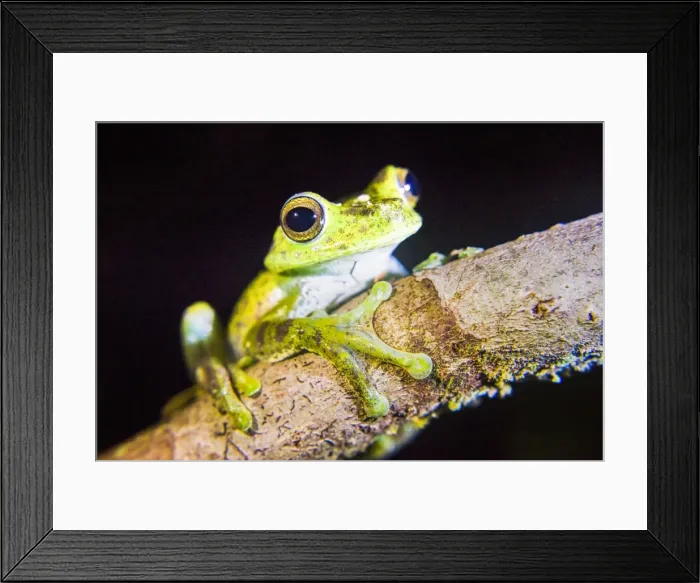 Framed Print : Tree frog in the Mashpi Cloud Forest area of the Choco Rainforest, Pichincha Province Framed Print : Tree frog in the Mashpi Cloud Forest area of the Choco Rainforest, Pichincha Province
