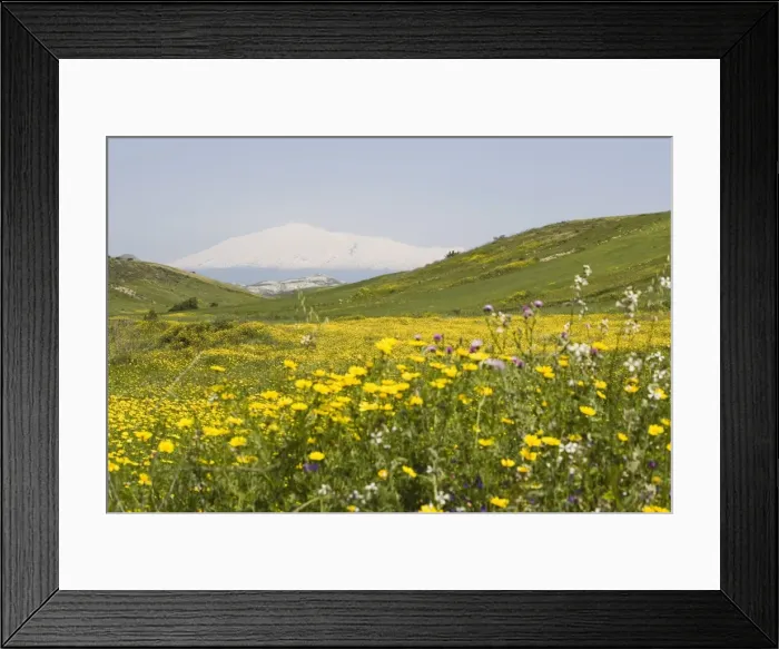 Framed Print : Spring meadow Framed Print : Spring meadow