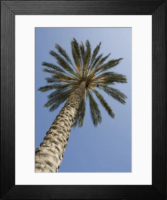 Framed Print : Tall palm tree Framed Print : Tall palm tree