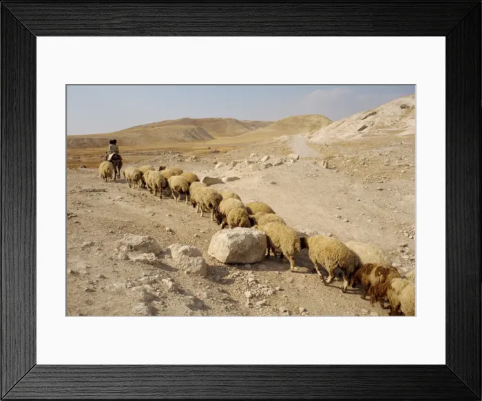 Framed Print : Sheep walking in line across stony landscape following Framed Print : Sheep walking in line across stony landscape following