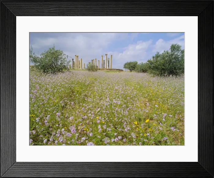 Framed Print : Spring flowers in foreground and columns of the 7th / 8th Framed Print : Spring flowers in foreground and columns of the 7th / 8th
