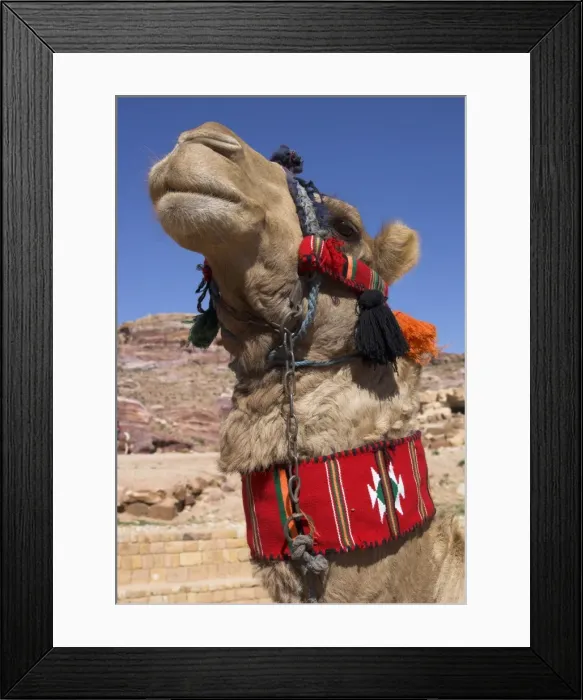 Framed Print : Camel with a red neckband Framed Print : Camel with a red neckband