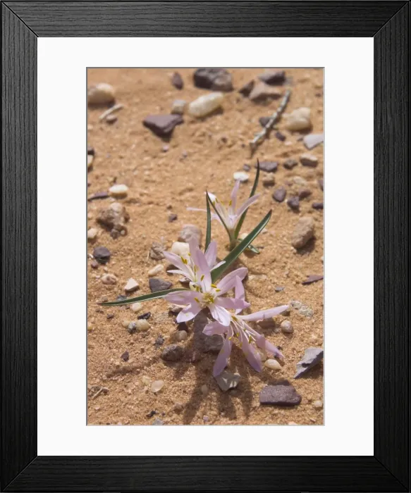 Framed Print : Close up of a colchicum crocus Framed Print : Close up of a colchicum crocus