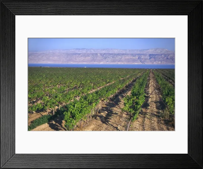 Framed Print : Rows of vines in vineyard Framed Print : Rows of vines in vineyard