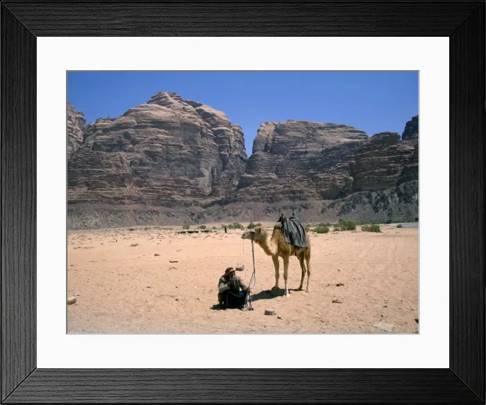 Framed Print : Camel, Wadi Rum Framed Print : Camel, Wadi Rum