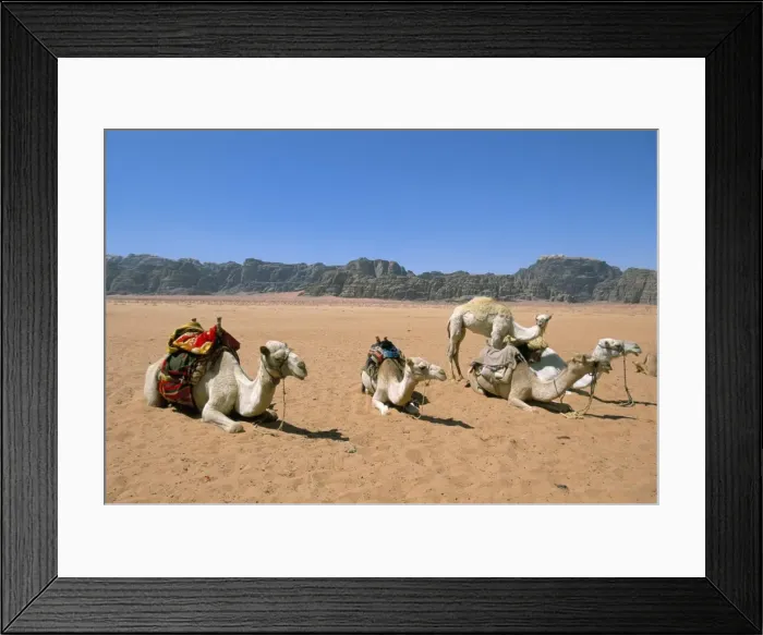 Framed Print : Camels in the desert Framed Print : Camels in the desert