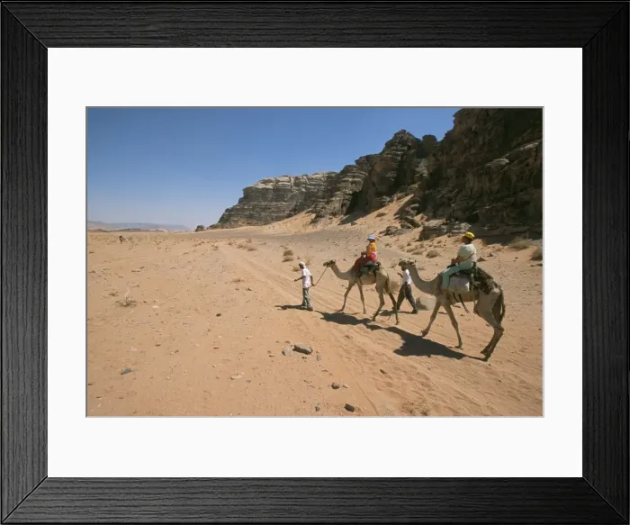 Framed Print : Camels in the desert Framed Print : Camels in the desert