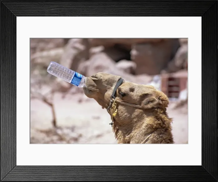 Framed Print : Camel drinking Framed Print : Camel drinking