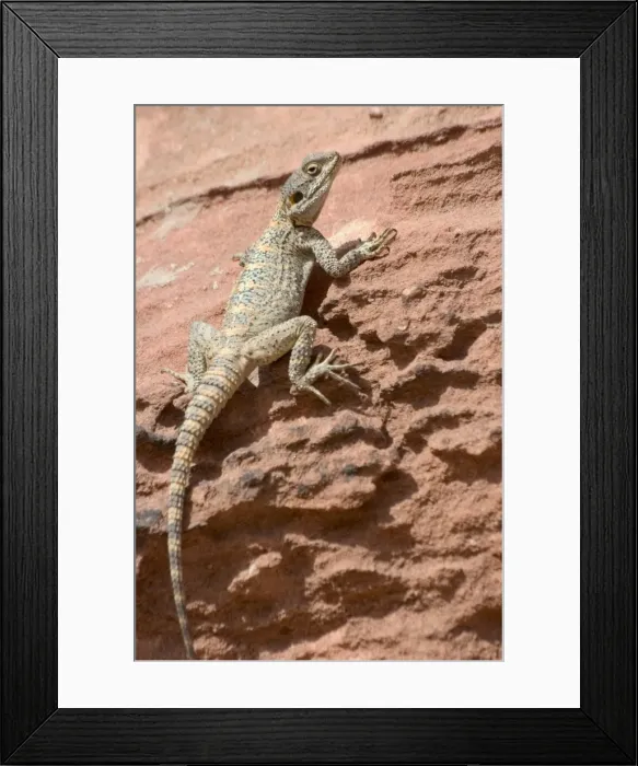 Framed Print : Desert lizard Framed Print : Desert lizard