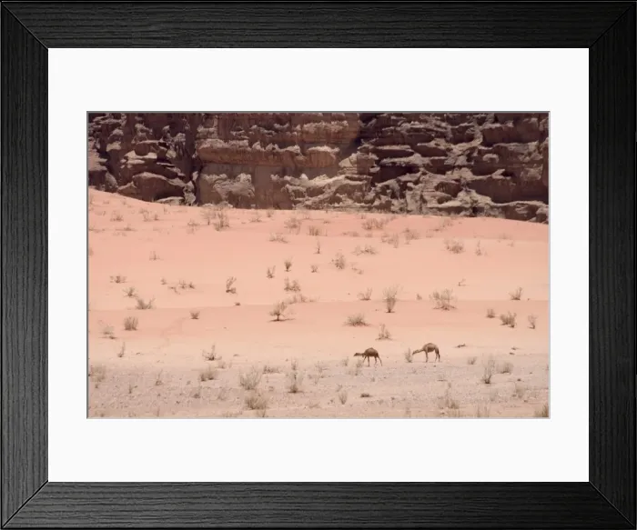 Framed Print : Camels in desert scenery Framed Print : Camels in desert scenery