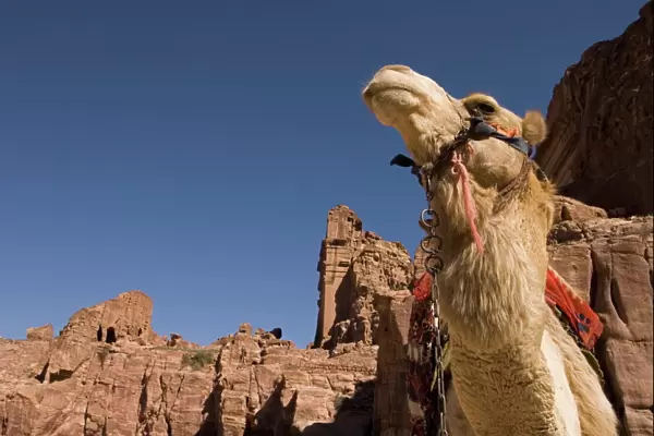Camel, Petra