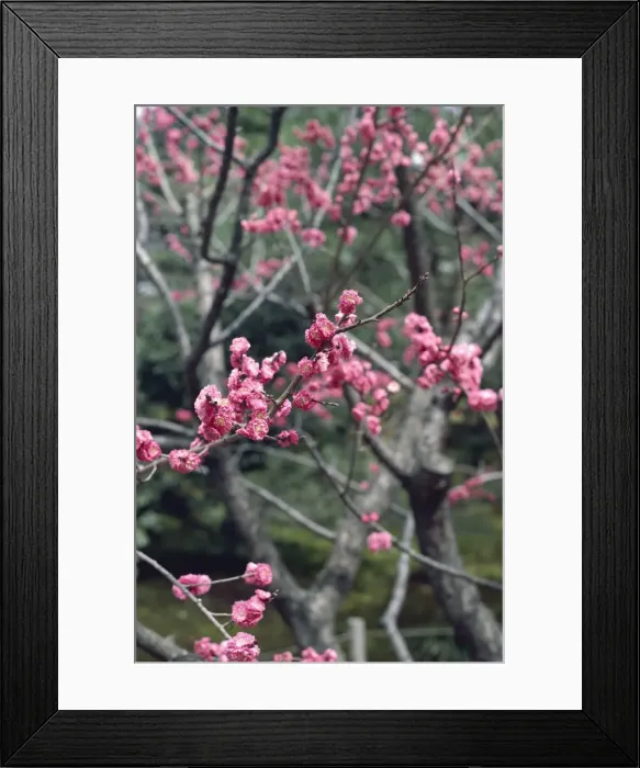 Framed Print : Blossom, Kyoto Framed Print : Blossom, Kyoto