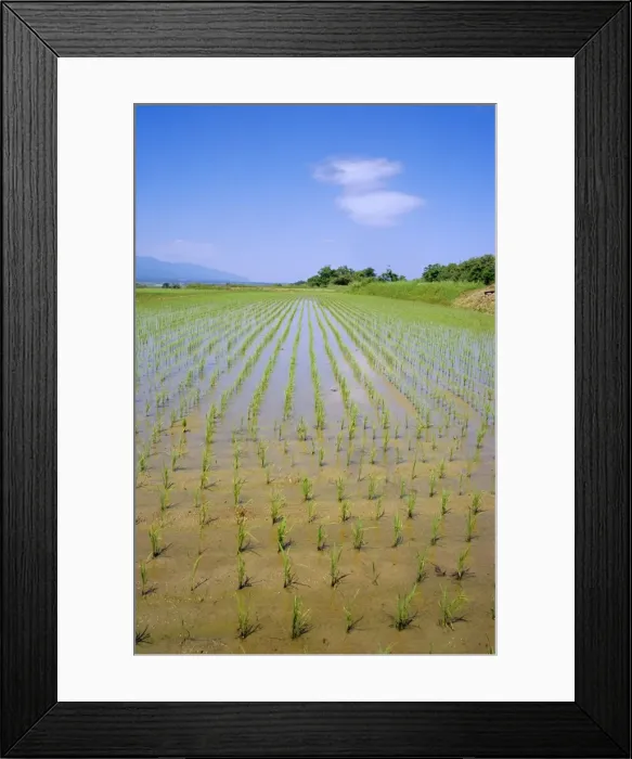 Framed Print : Rice fields on Sado Island Framed Print : Rice fields on Sado Island