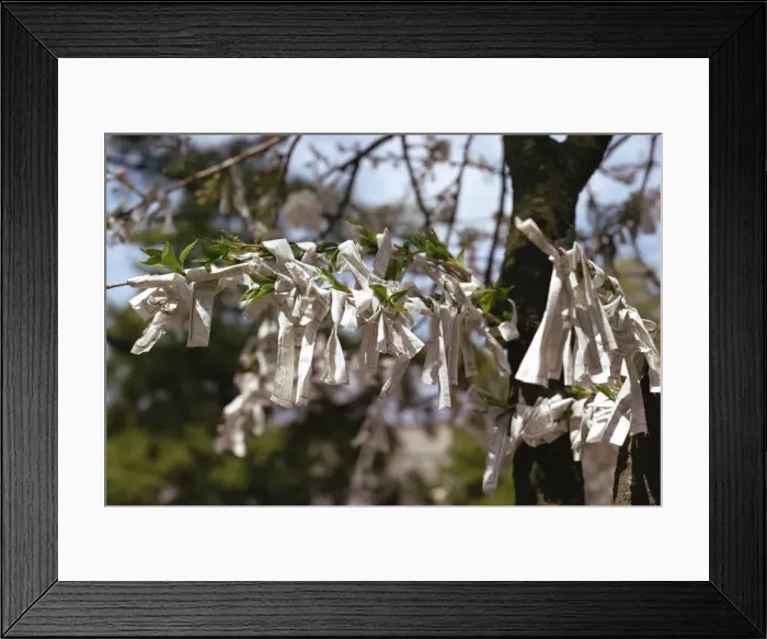 Framed Print : Close-up of fortune papers tied to the branches of Framed Print : Close-up of fortune papers tied to the branches of