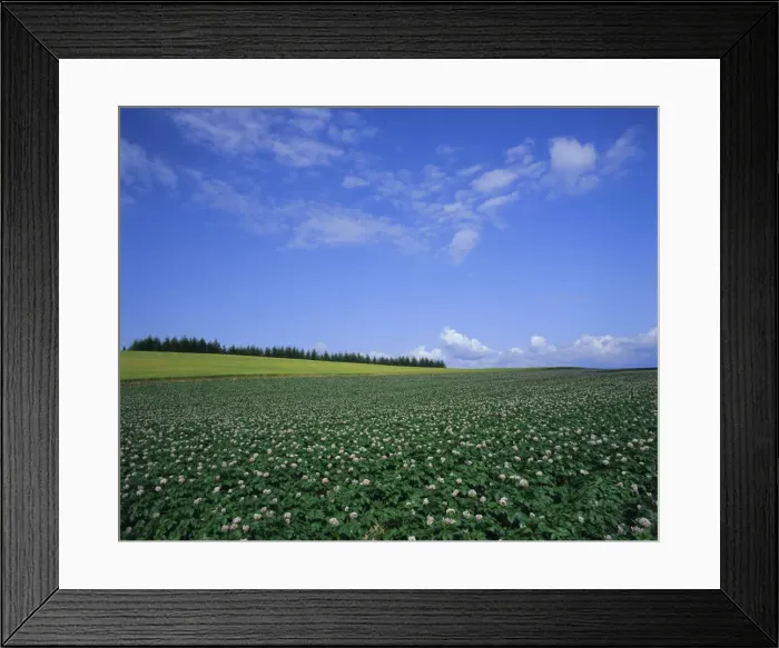 Framed Print : Potato and wheat fields near Furano Framed Print : Potato and wheat fields near Furano