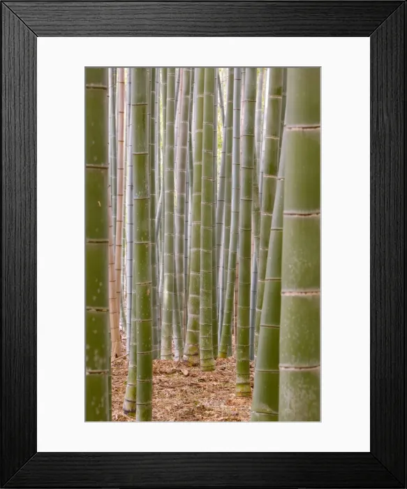 Framed Print : Close-up of stems