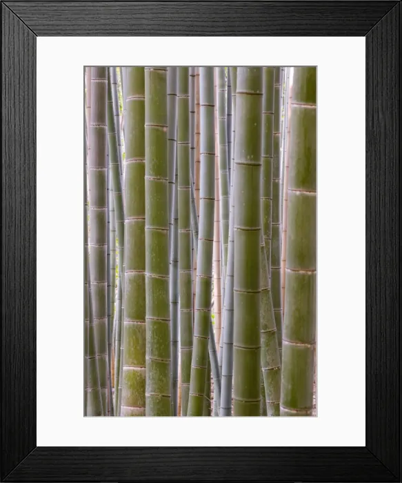 Framed Print : Close-up of stems Framed Print : Close-up of stems