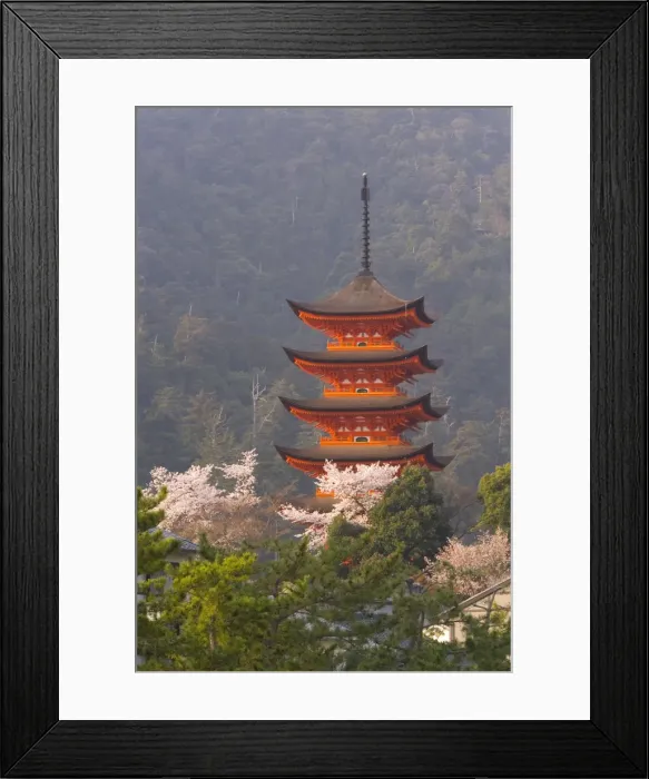 Framed Print : Cherry blossoms Framed Print : Cherry blossoms