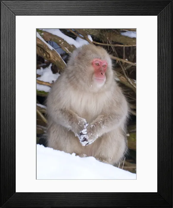 Framed Print : Japanese macaque (Macaca fuscata) (snow monkey) Framed Print : Japanese macaque (Macaca fuscata) (snow monkey)