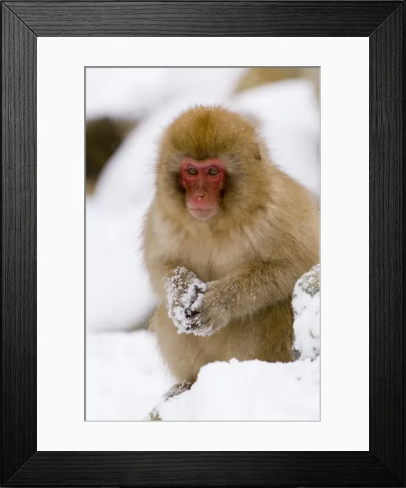 Framed Print : Young Japanese macaque (Macaca fuscata) (snow monkey) Framed Print : Young Japanese macaque (Macaca fuscata) (snow monkey)