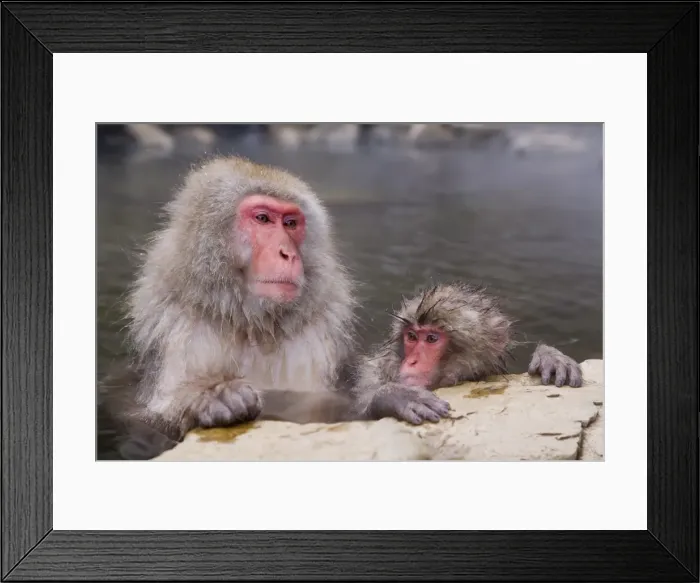 Framed Print : Japanese macaque (Macaca fuscata) (Snow monkey) Framed Print : Japanese macaque (Macaca fuscata) (Snow monkey)