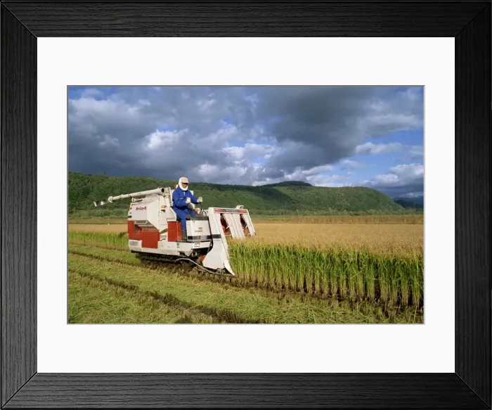 Framed Print : Rice harvesting