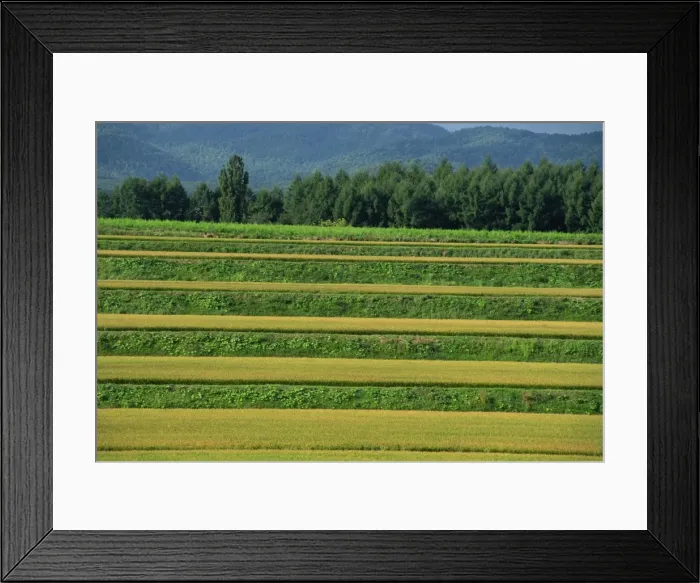 Framed Print : Landscape of rice terraces on the island of Hokkaido Framed Print : Landscape of rice terraces on the island of Hokkaido